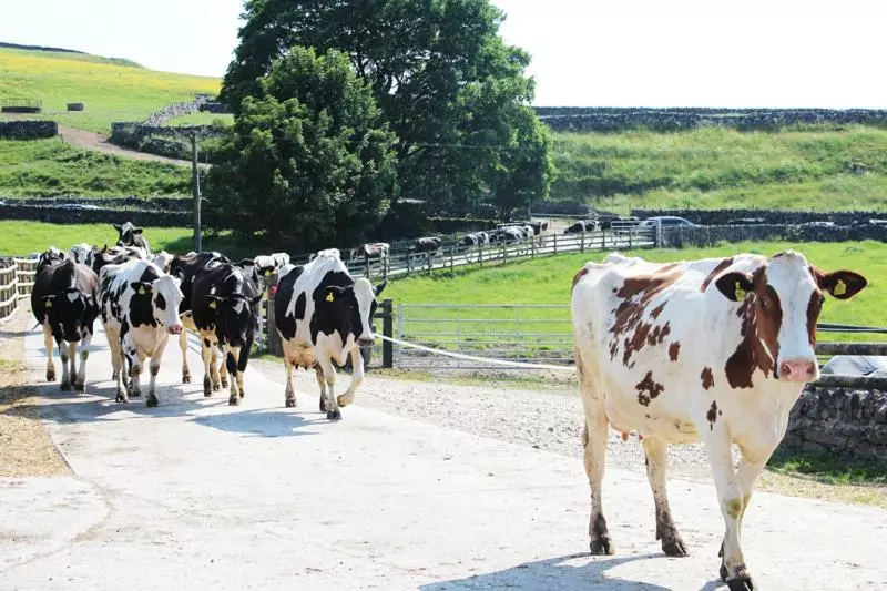 Fernydale Farm Bed & Breakfast