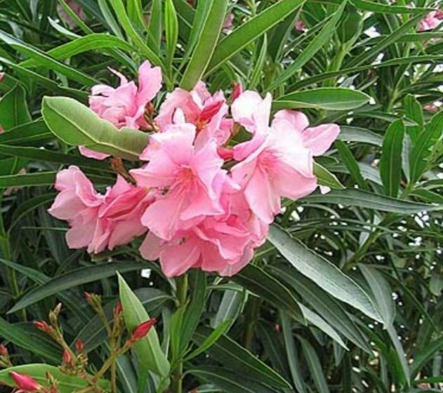 پانسیون Cazare Vila Anna