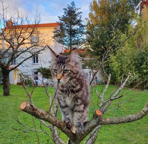 ペンション La Maison Du Main Coon