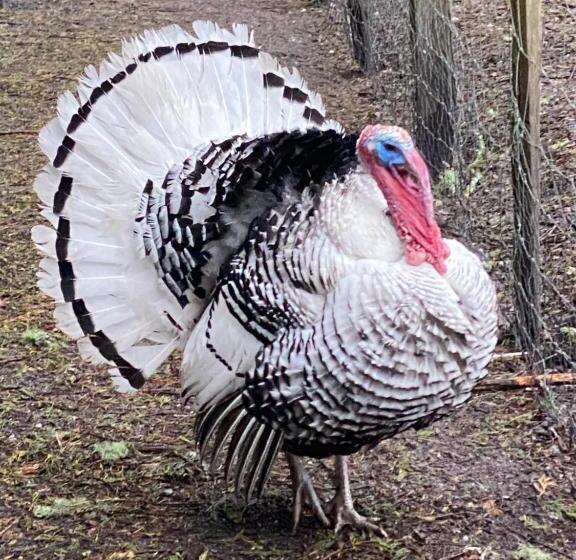 Bed and Breakfast Ostal 158