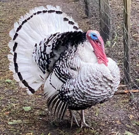 Aamiaismajoitus (B&B) Ostal 158