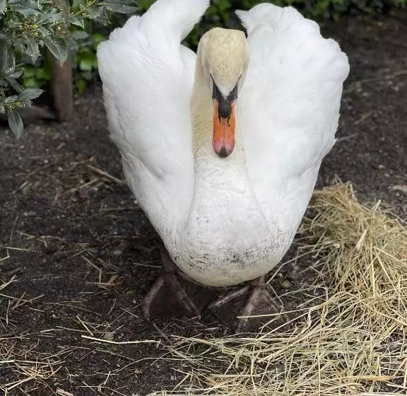 Aamiaismajoitus (B&B) Ostal 158