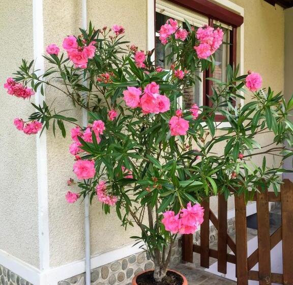 بنسيون Casa Popa