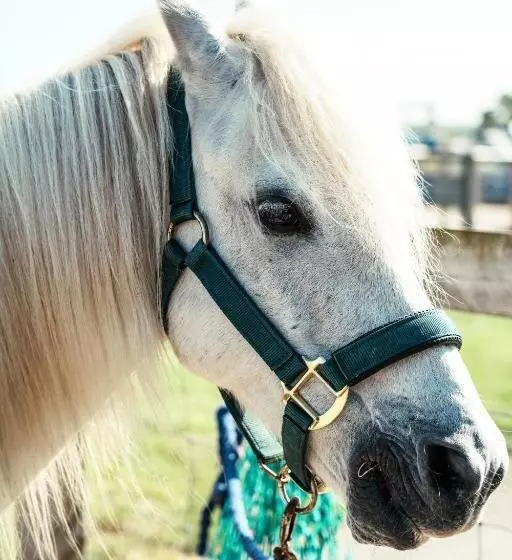 Aamiaismajoitus (B&B) Macdonald S Farm