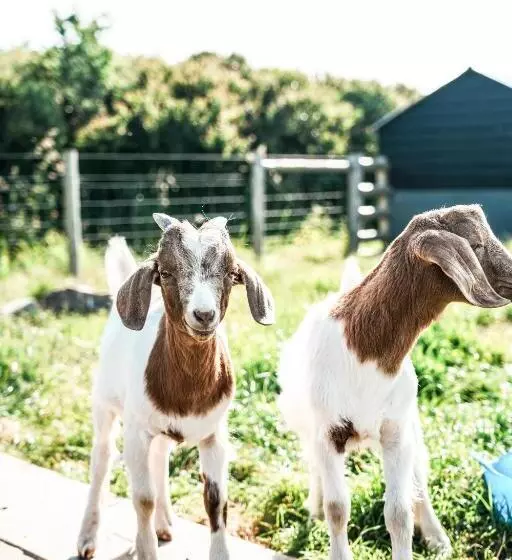 Aamiaismajoitus (B&B) Macdonald S Farm