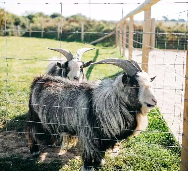 Aamiaismajoitus (B&B) Macdonald S Farm