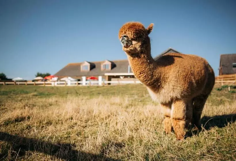 Aamiaismajoitus (B&B) Macdonald S Farm