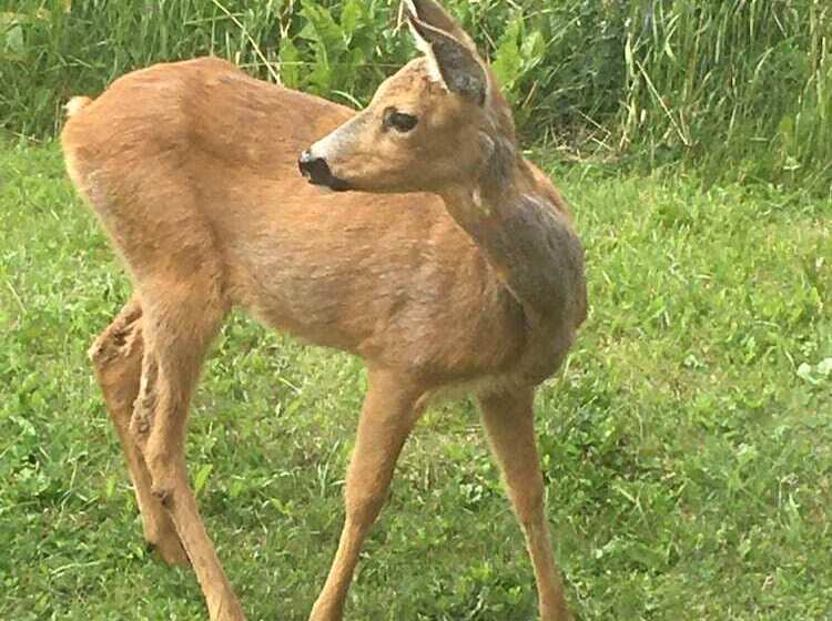Cozy House On Norderon For Up To 8 People