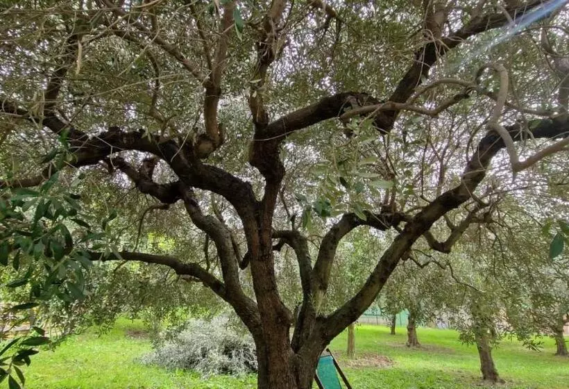 ペンション Bibi A Mare