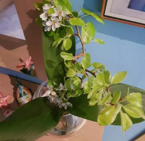 ペンション Bibi A Mare