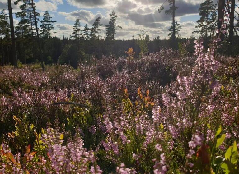 Cabin Near Lake And Beautiful Nature Reserve