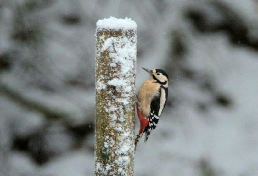 Rosemount Cottage Two   Highland Cottage