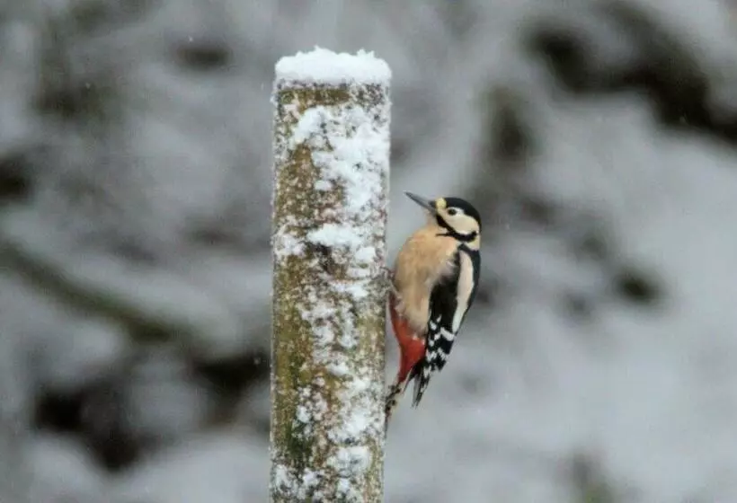Rosemount Cottage Two   Highland Cottage