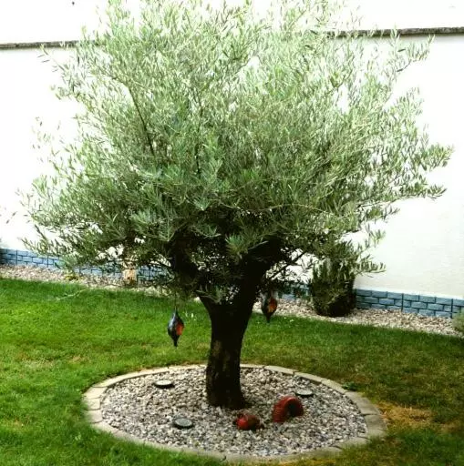 Aamiaismajoitus (B&B) Gästehaus Gisch Sandra