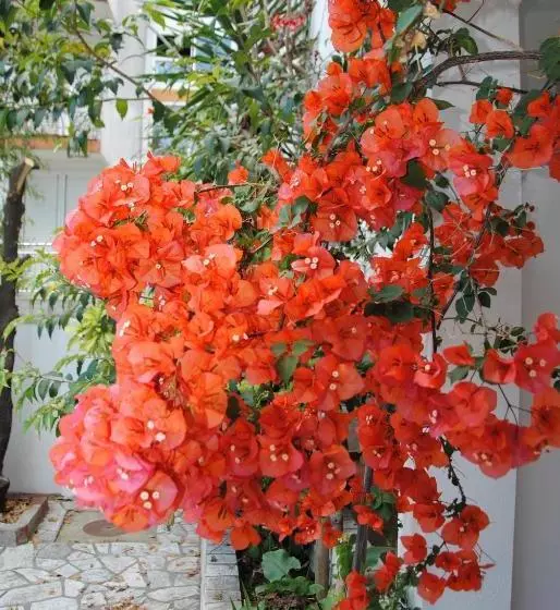 هتل Apartments Villa Kukoljac