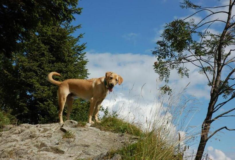 Relax & Vitalhotel Adler