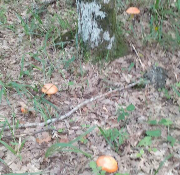 B&b E Case Vacanze Belvedere