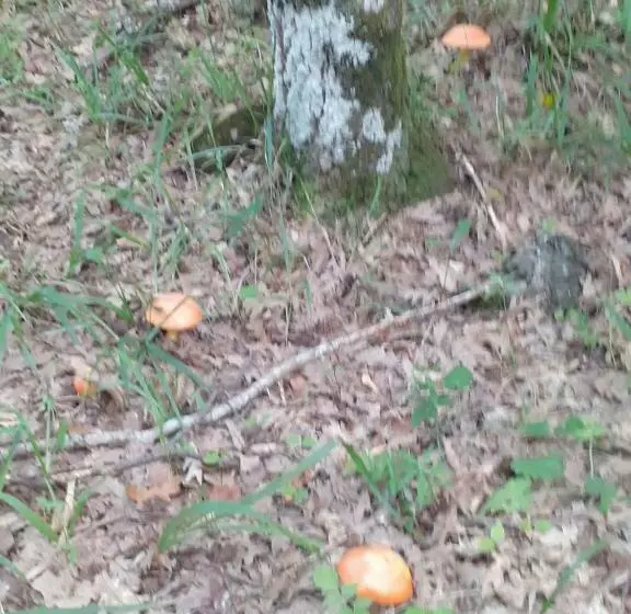 B&b E Case Vacanze Belvedere