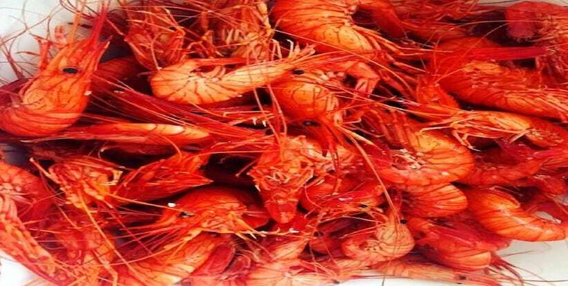 酒店 De La Pointe De Mousterlin