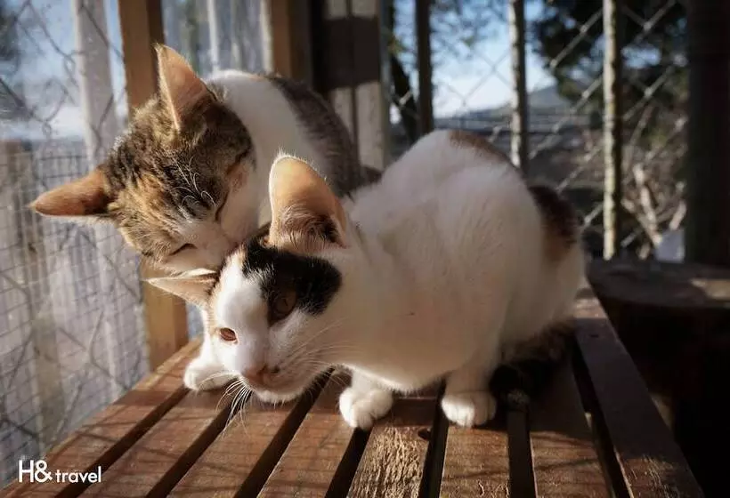 هتل H& Alishan Sunrise B&b