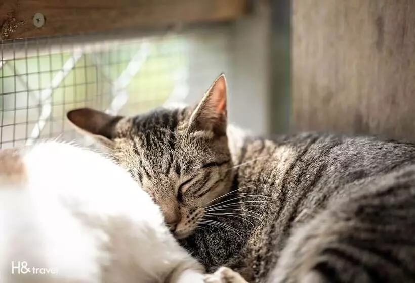 هتل H& Alishan Sunrise B&b