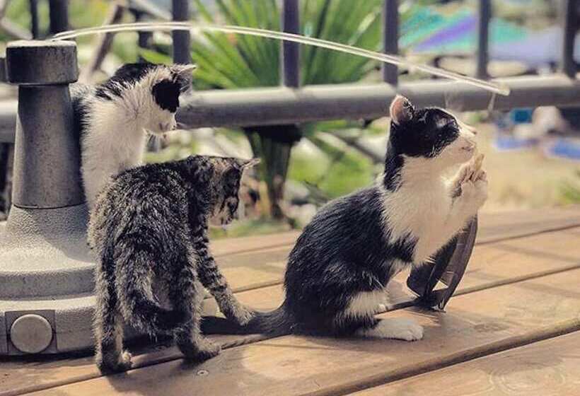 هتل H& Alishan Sunrise B&b