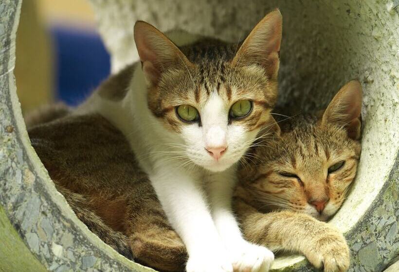 هتل H& Alishan Sunrise B&b