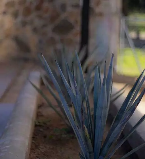 Catrina Valle   Ubicación 10