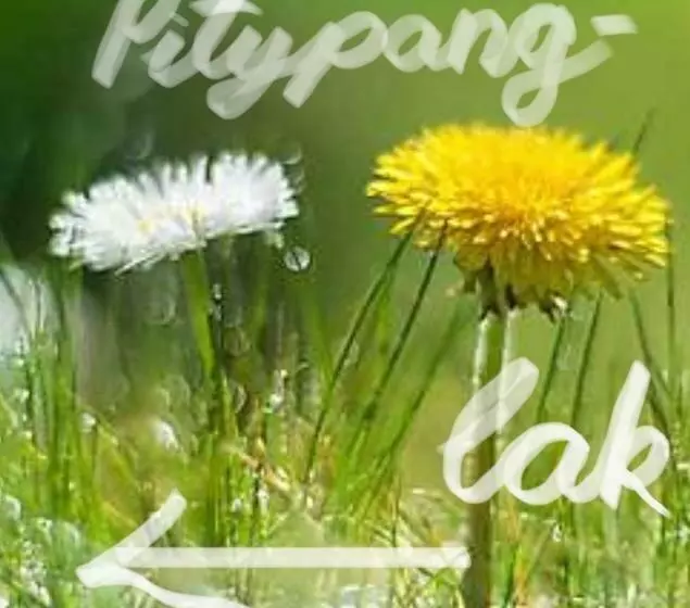 Pitypang Lak