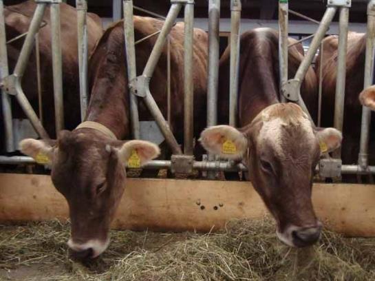 Bauernhof Oberhauser Maria U. Markus