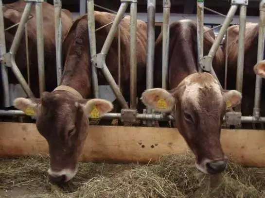 Bauernhof Oberhauser Maria U. Markus