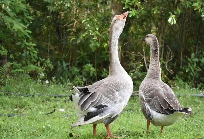 ホテル Finca Ecoturística Canaguaros