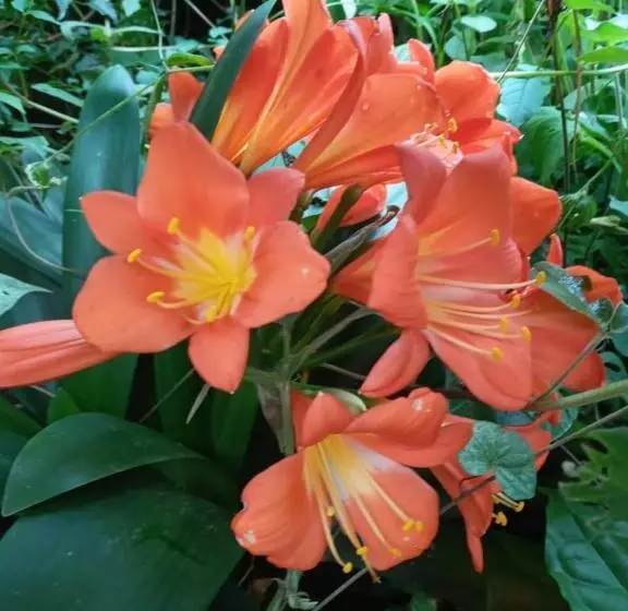 هاستل Finca Fuente De Vida