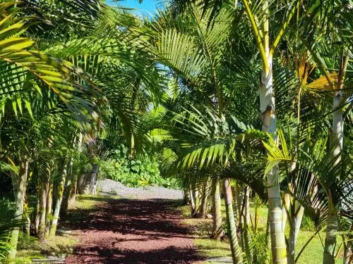 پانسیون Le Palmier De La Paix