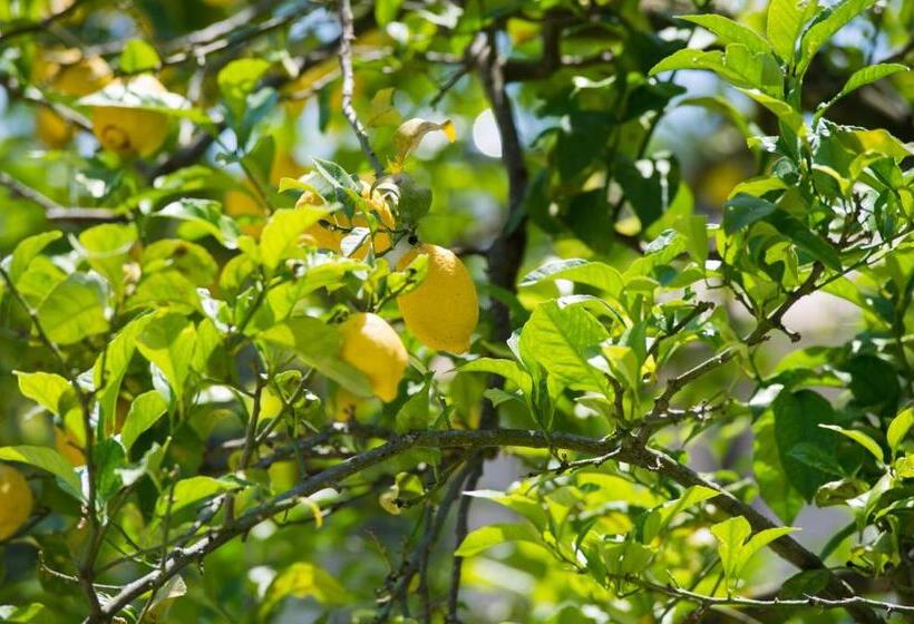 Byzantio Hotel & Apartments