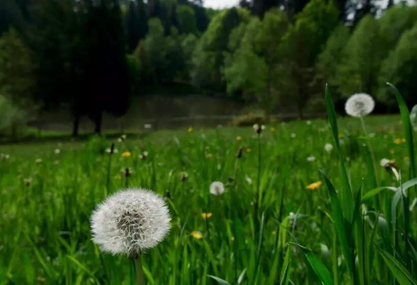 Majatalo Manoir De Chantemerle