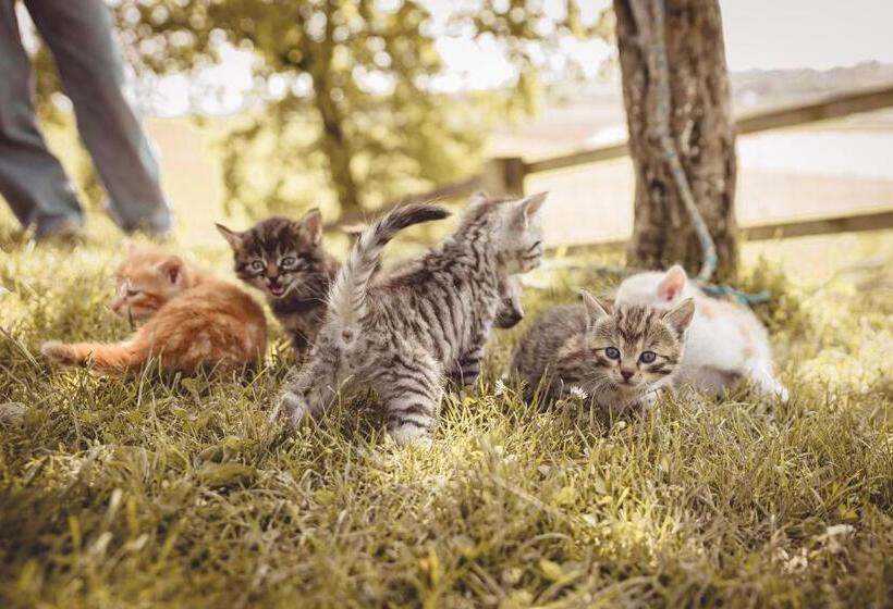 فندق Kerndlerhof