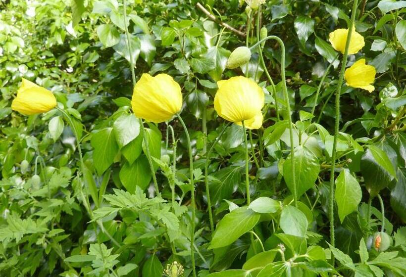 فندق Pension Zoom Oord