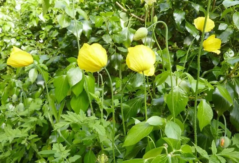 Hotelli Pension Zoom Oord