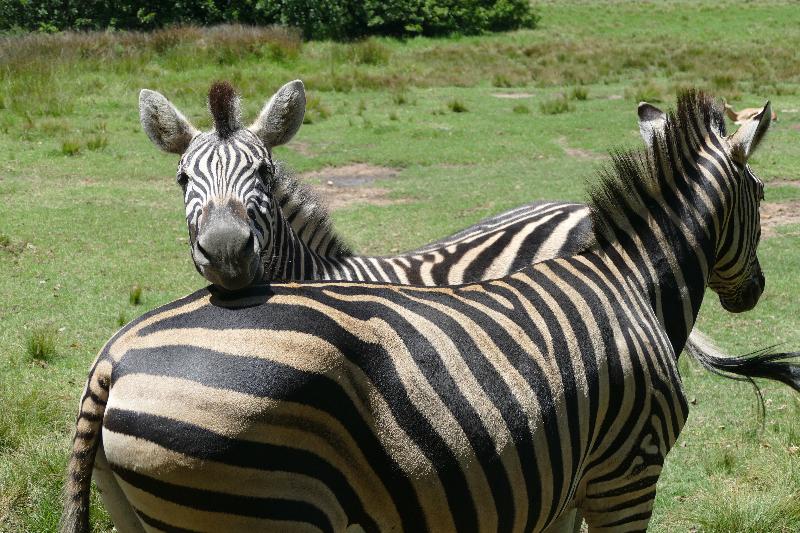 فندق Rothman Manor