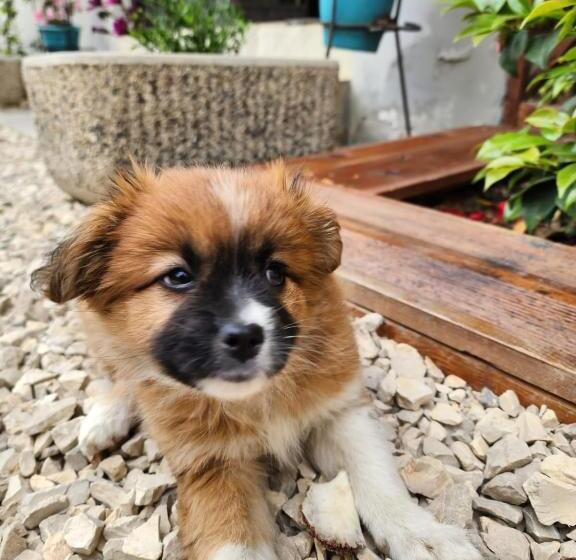 בית מלון כפרי Seashell Beach Rooms