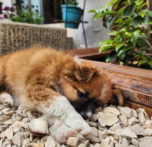 בית מלון כפרי Seashell Beach Rooms