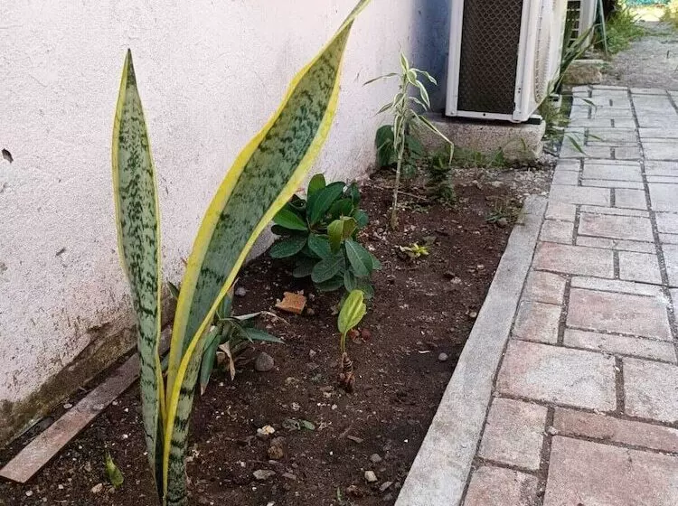 هاستل El Costeñito Hostal