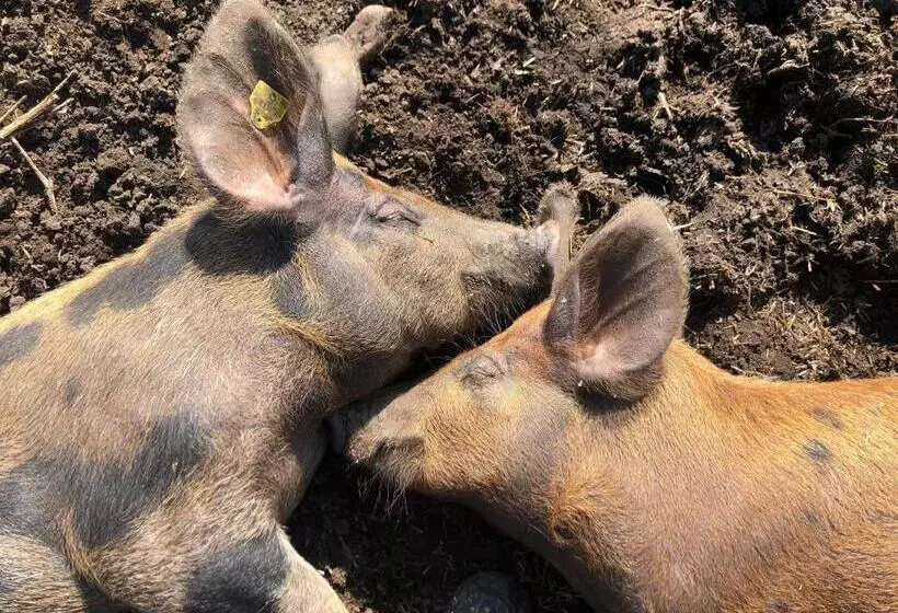 Cottage On Unique Farm