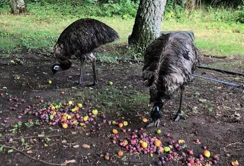 Cottage On Unique Farm
