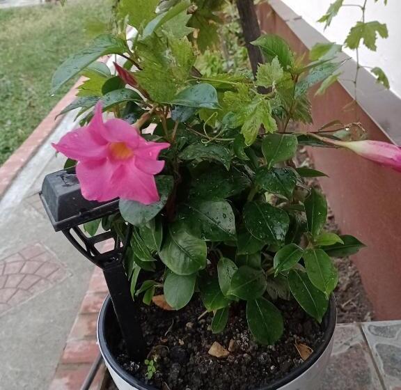 ペンション Casa Dragoi Din Socolari, Caras   Severin