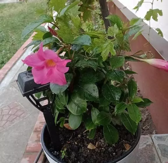 ペンション Casa Dragoi Din Socolari, Caras   Severin