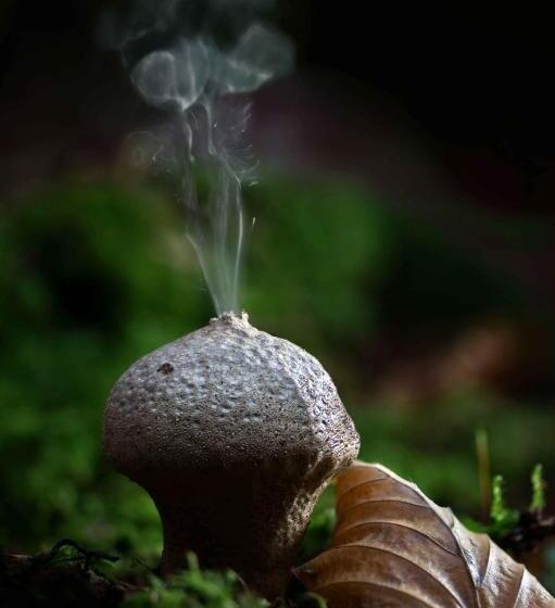 Ibibiena Casa Natale Bernardo Tanucci
