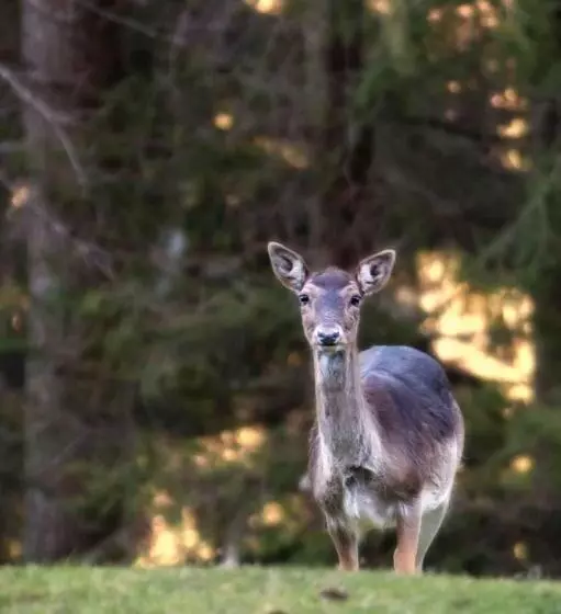 Ibibiena   Casa Natale Bernardo Tanucci