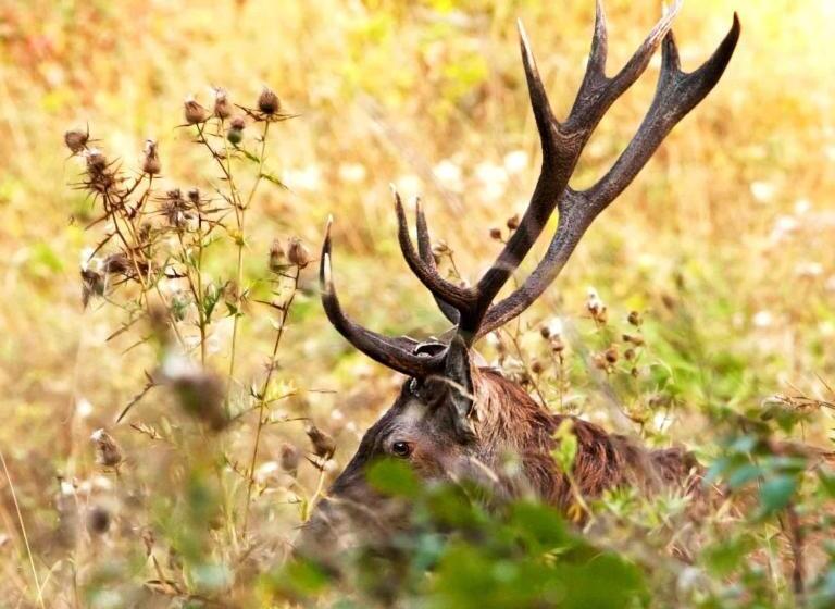 Ibibiena Casa Natale Bernardo Tanucci